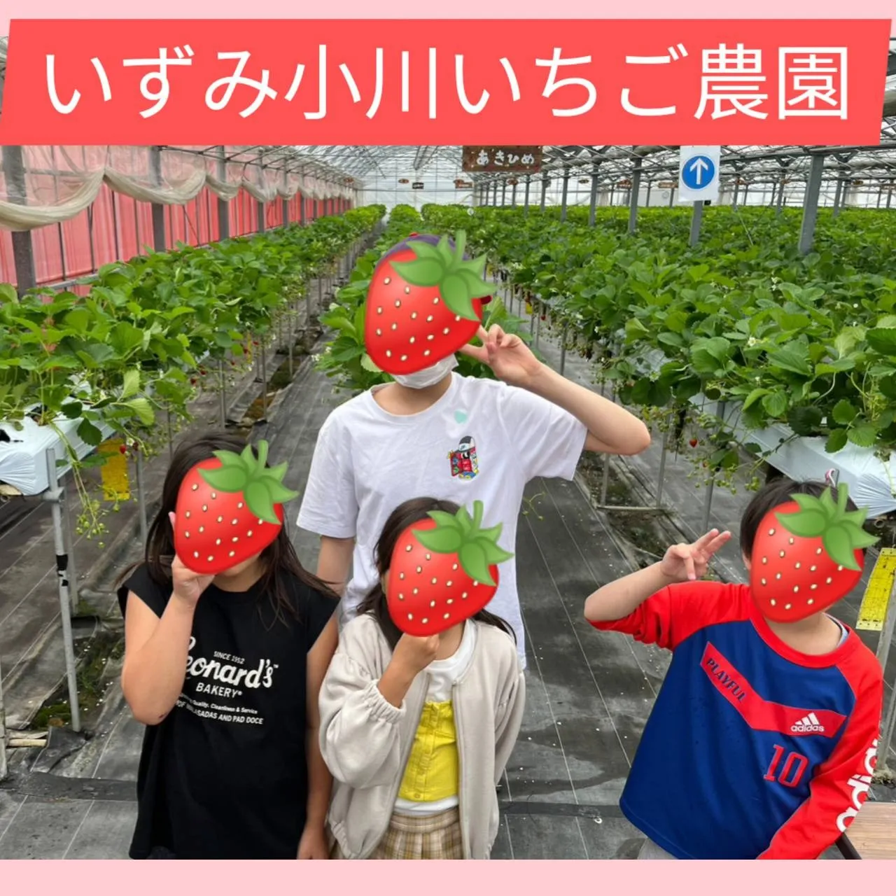 大満喫♡いずみ小川いちご農園でいちご狩り🍓♪